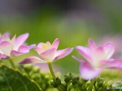 梅雨の華～ⅲ