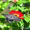 百日草とアゲハ