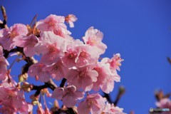 桜の雫ⅱ