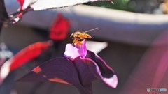 まだ居るよ～、、、ⅱ