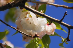 桜いろいろー１０