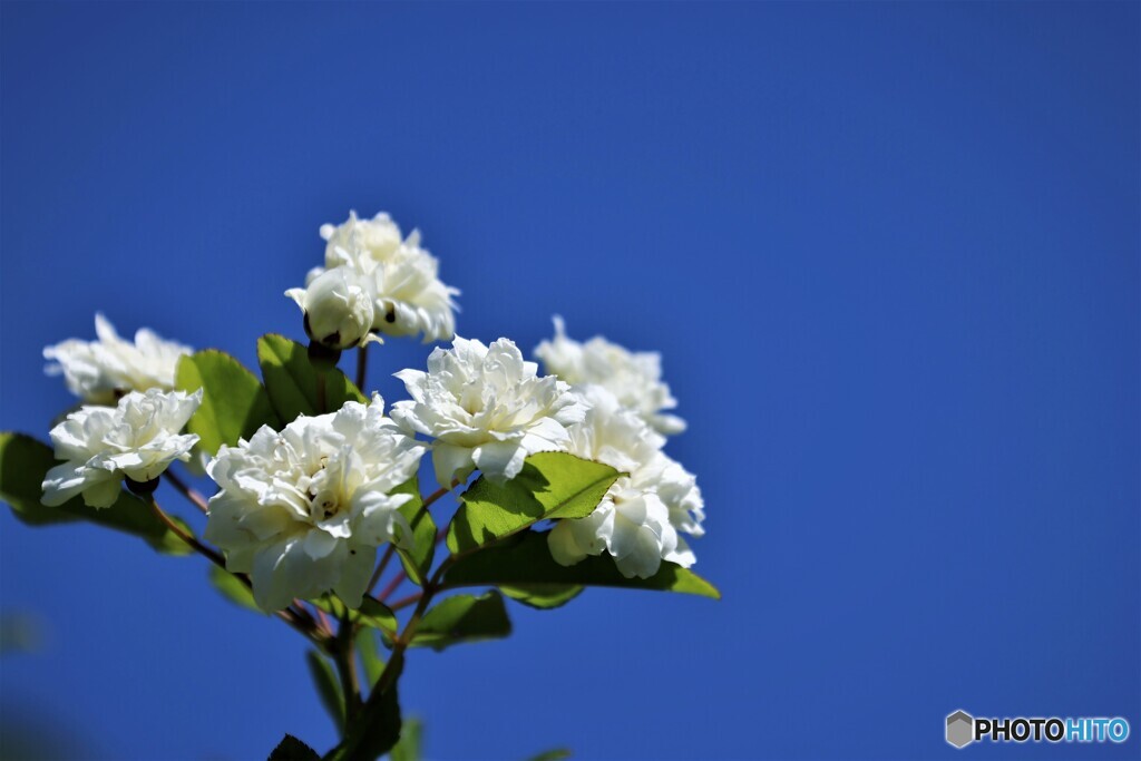 青空に木香薔薇