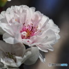 冬桜ーろ
