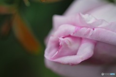 薔薇チュ～、、、。