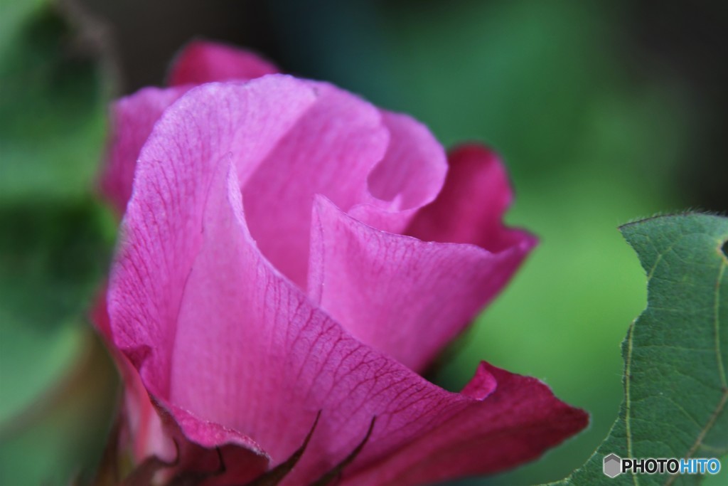 cotton