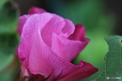 cotton