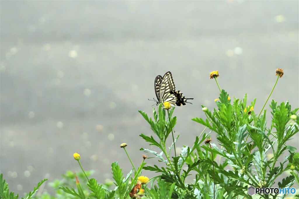 綺麗な花が無い
