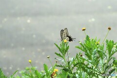 綺麗な花が無い