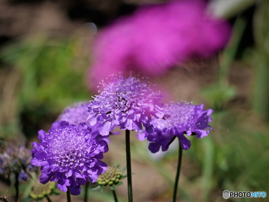 春の松虫草