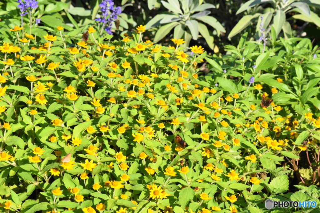 紅シジミチョウの舞－26