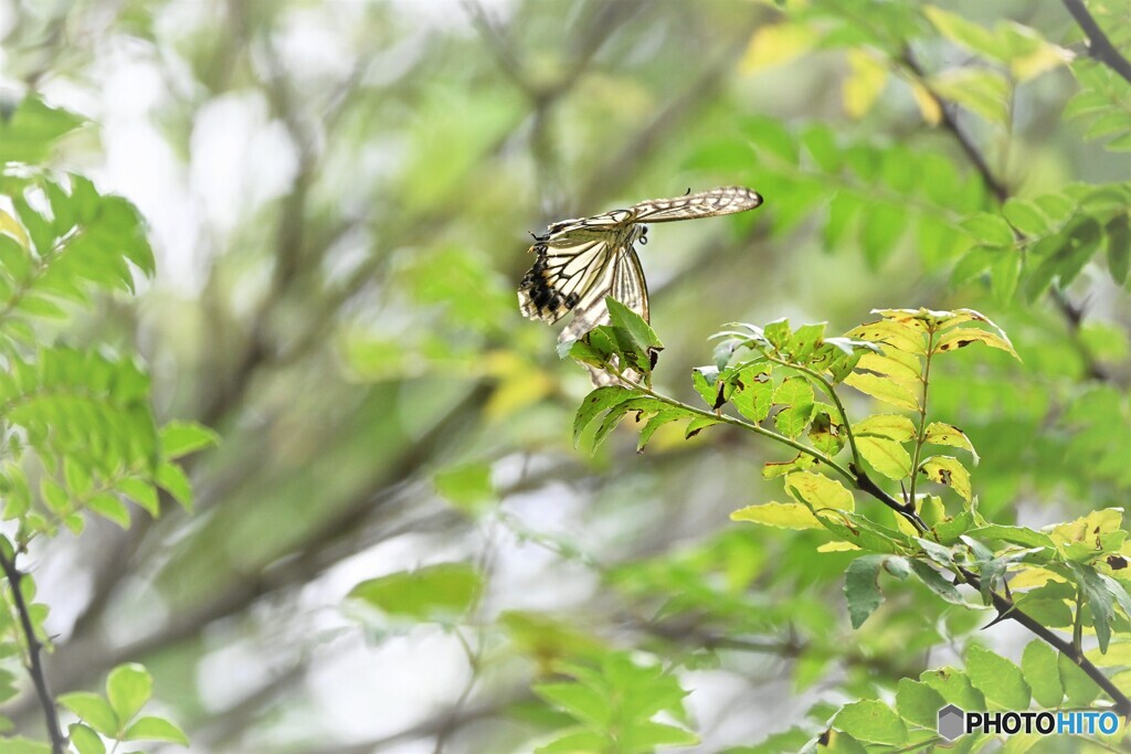 並でも美しく～ⅶ