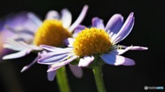Bellis perennis。