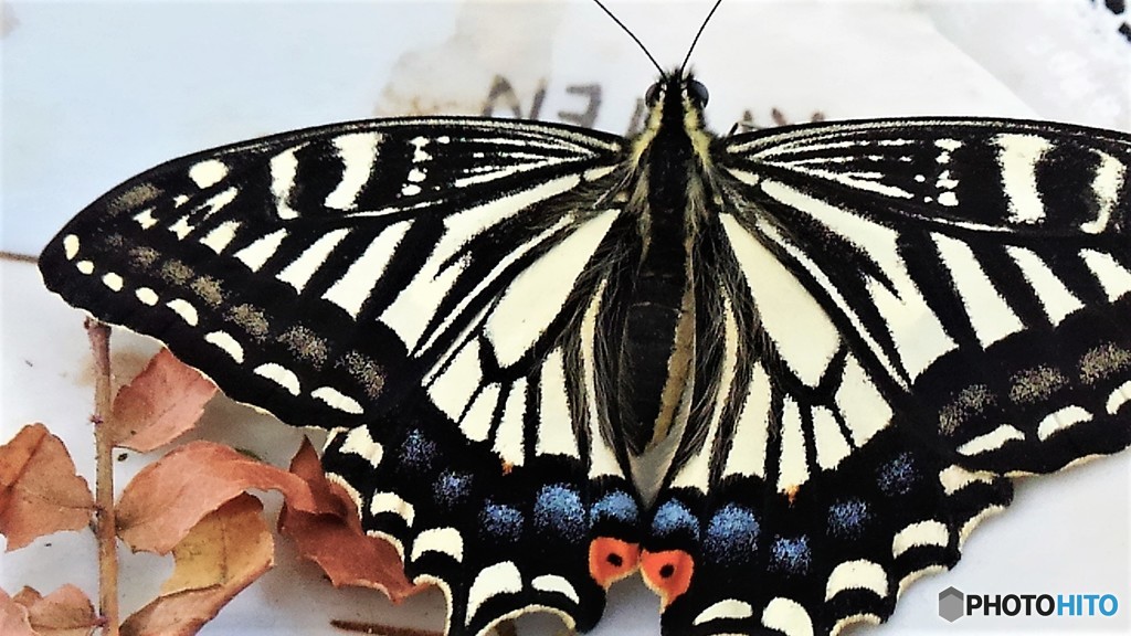 ３頭目、、、。