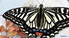 ３頭目、、、。