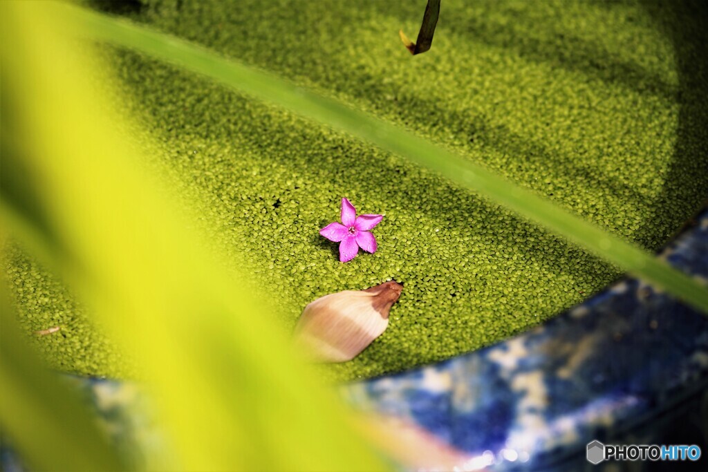 一花、、、。