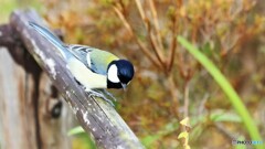 春を待つ～Ⅱ