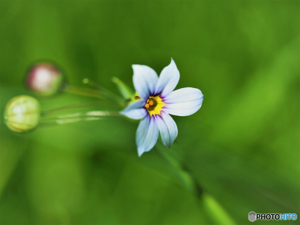 ナンキンアヤメ