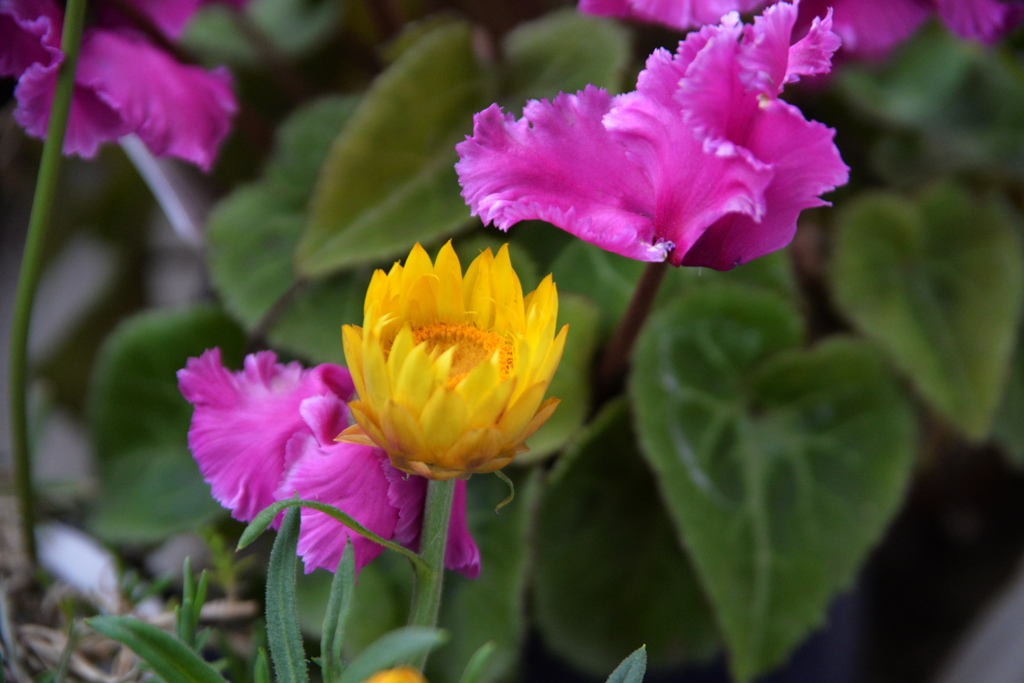 フルサイズの春花ー３