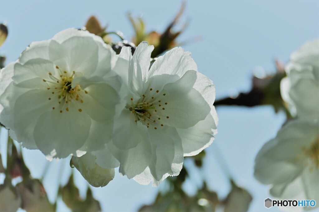 汐入八重桜 朱雀～ⅱ