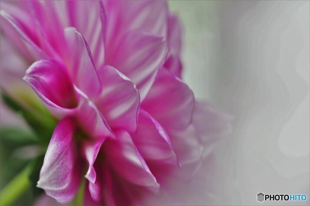 Dahlia　MAXI