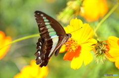 アオスジアゲハ－４