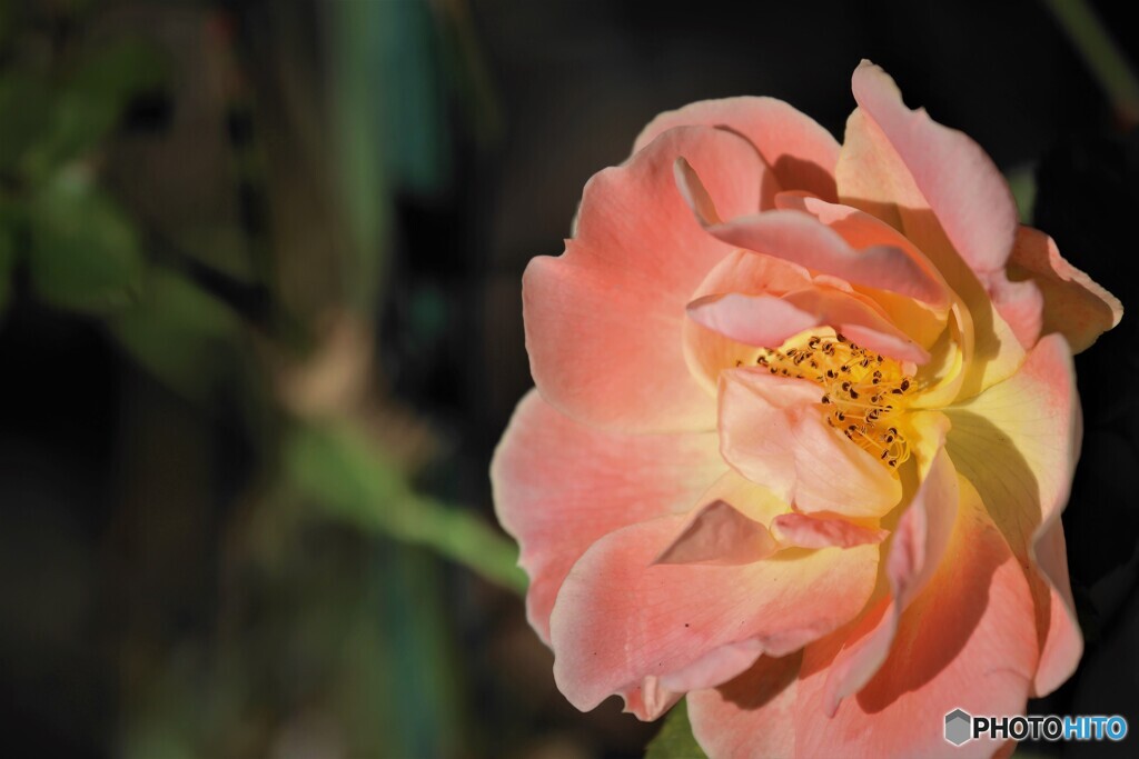 冬の薔薇