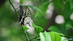 蜘蛛の巣に気をつけて～、、、。