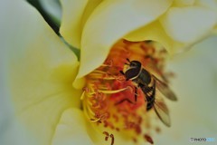 白薔薇に恋。
