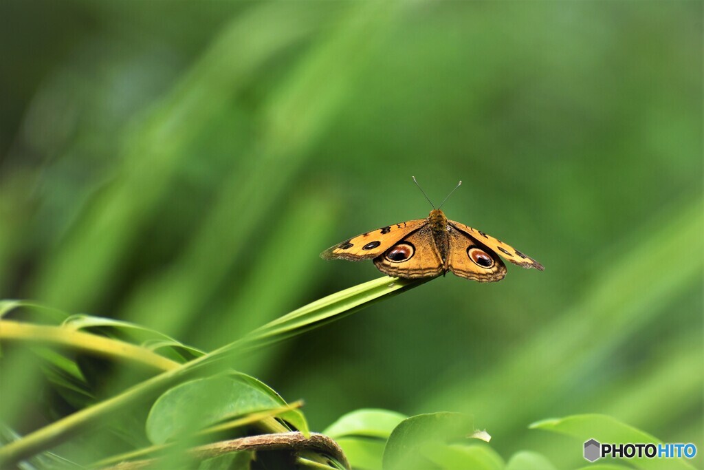 夏の蝶の園～ⅶ