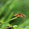 夏の蝶の園～ⅶ