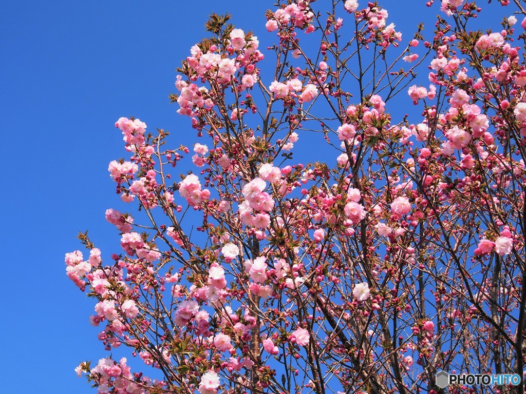 平成最後を咲く桜達～xlvi
