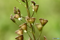 睦月花－14