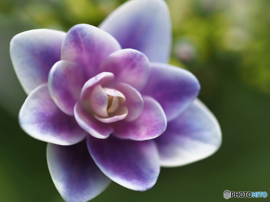 梅雨の華～ⅳ