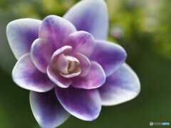 梅雨の華～ⅳ