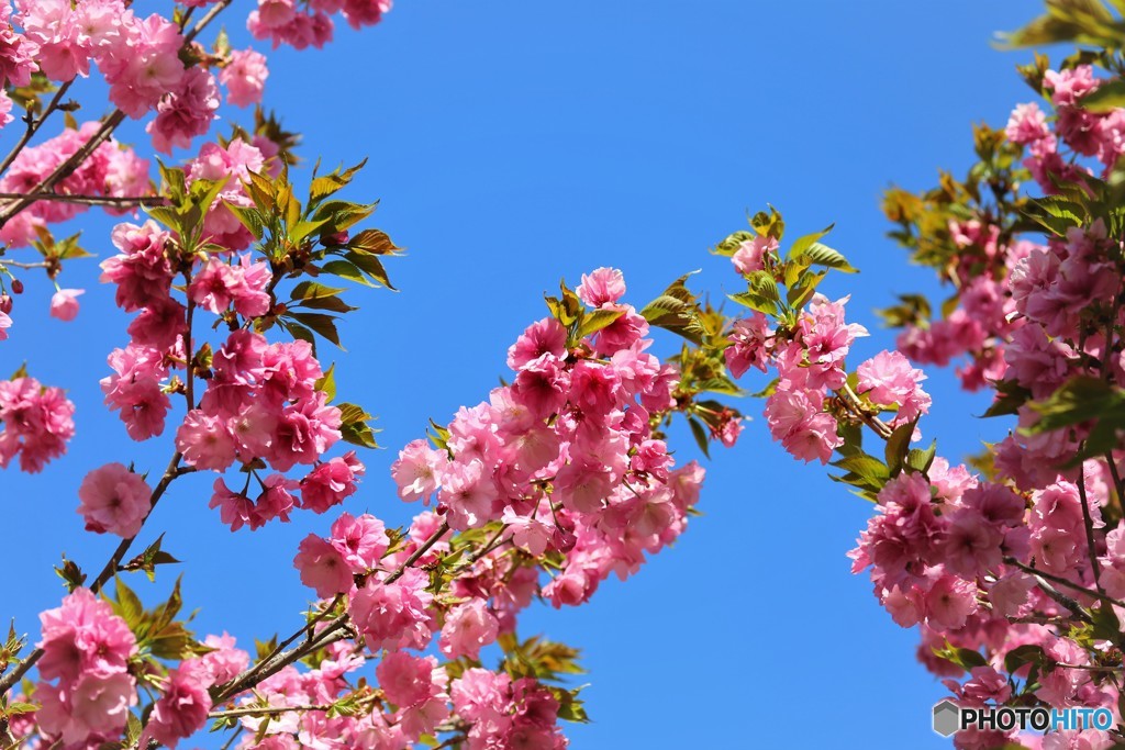 平成最後を咲く桜達～lv