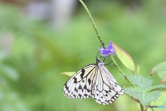 生物園２０１８ⅰ