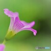 オキザリス・アーティキュラータ
