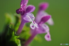 春の花なのに。