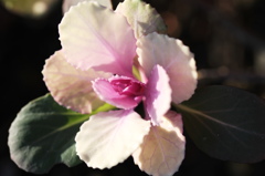 春へのときめき  (4)