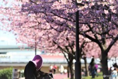 輝く桜色、、、。