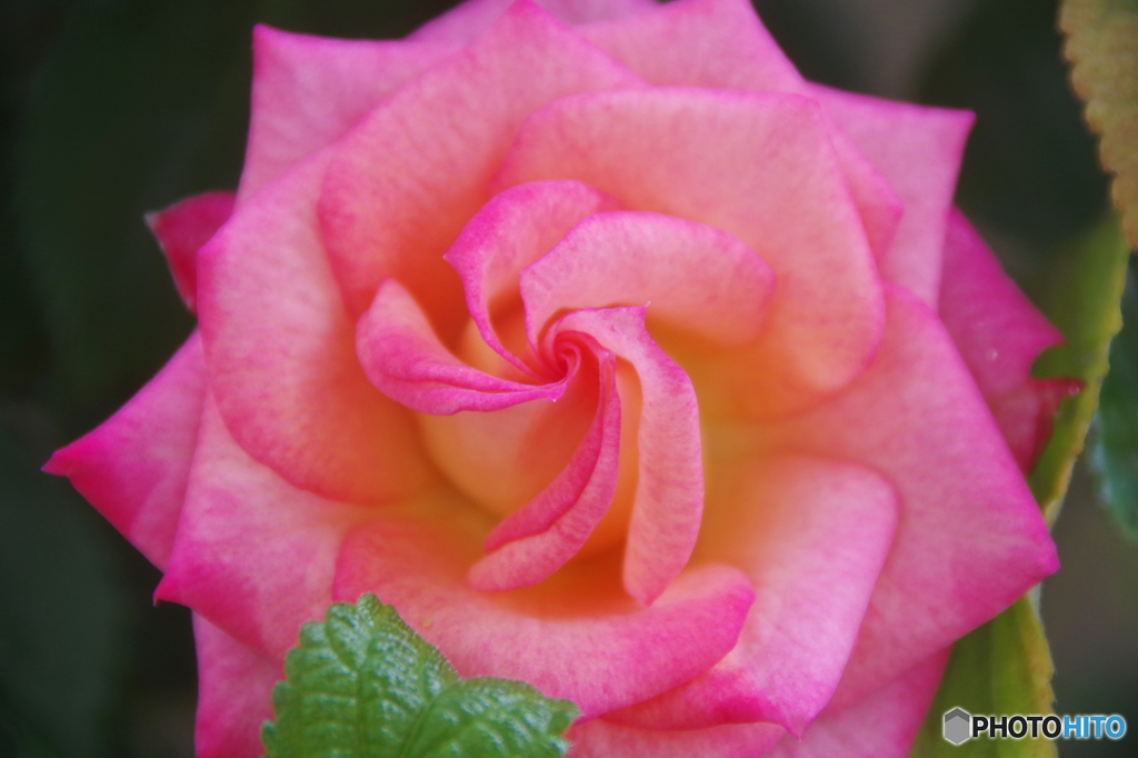 残り薔薇ー１