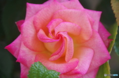 残り薔薇ー１