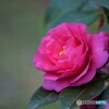 山茶花～ⅳ