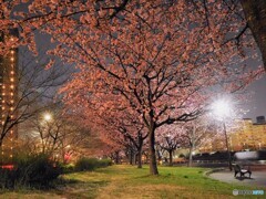 汐入夜桜