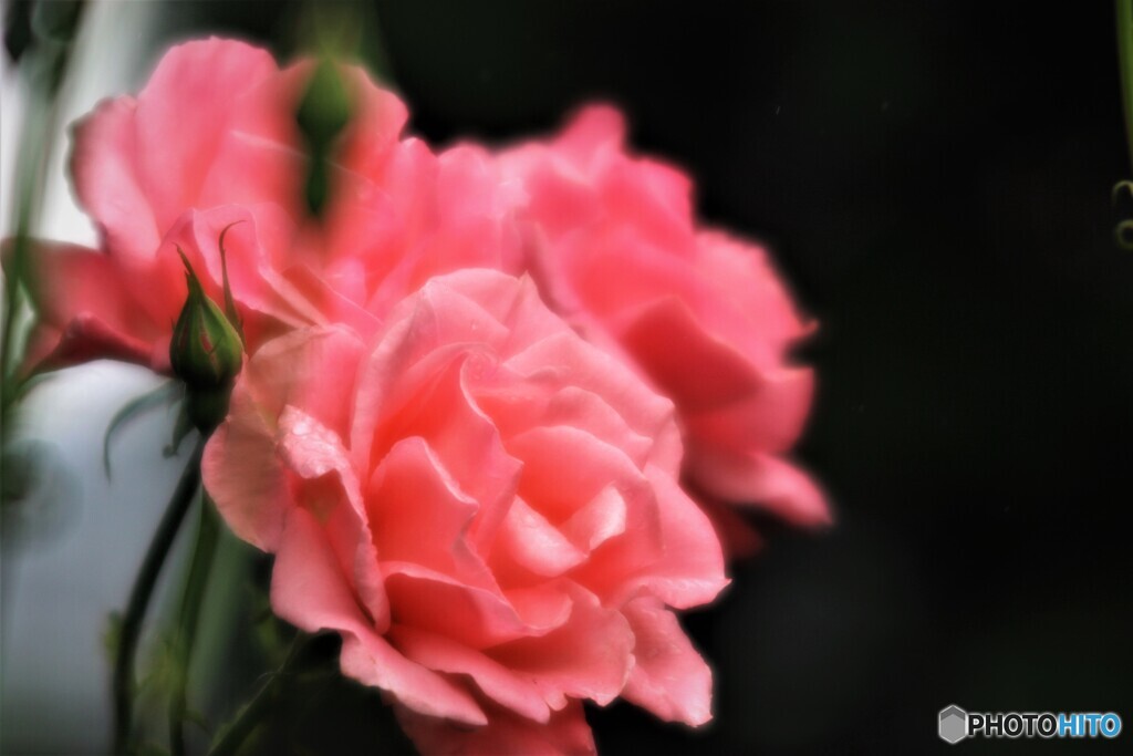 雨上がりの薔薇達、、、ⅰ