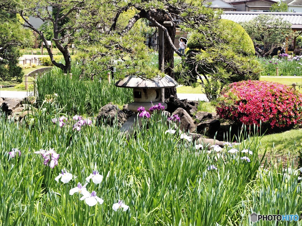 堀切菖蒲園～①