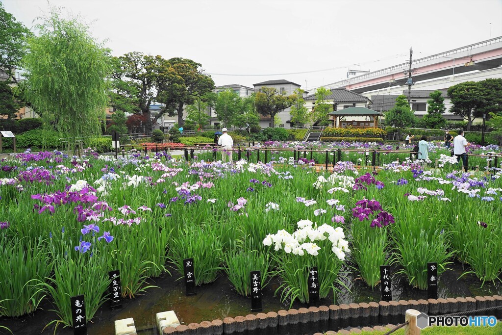 堀切菖蒲園～ⅱ