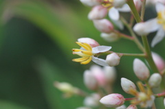 記憶の花ー３