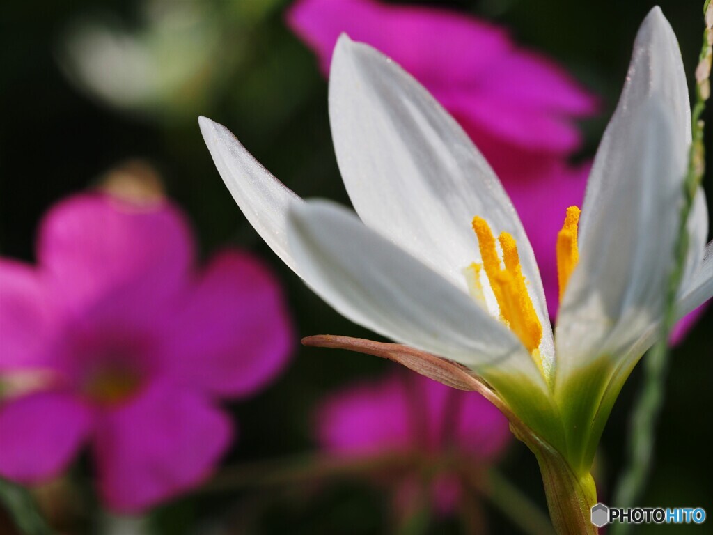 Zephyranthes