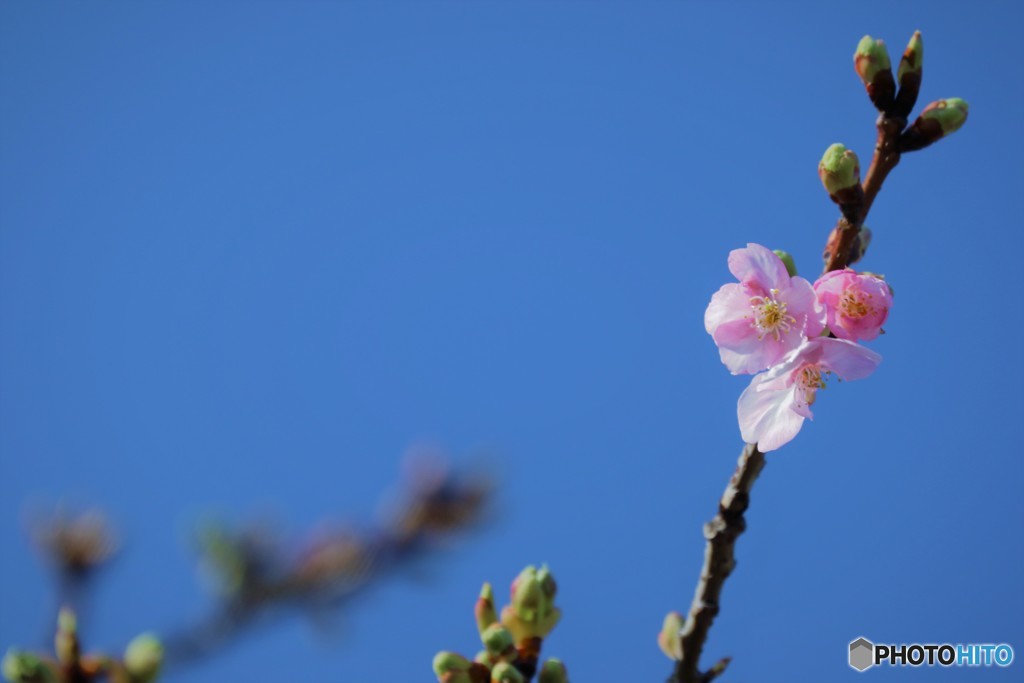 春に恋して。